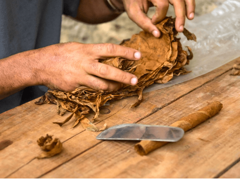 Chuẩn bị lá thuốc